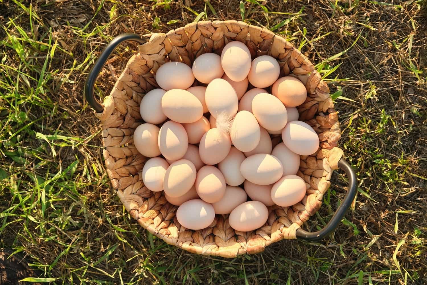 Healthy poultry