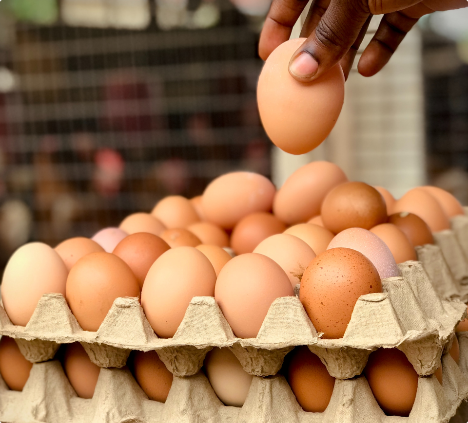 Fresh farm eggs