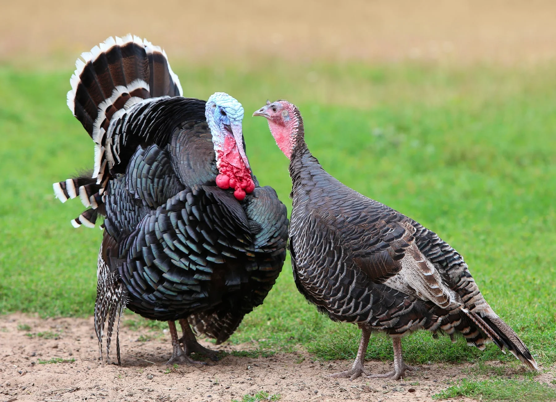 Turkey
